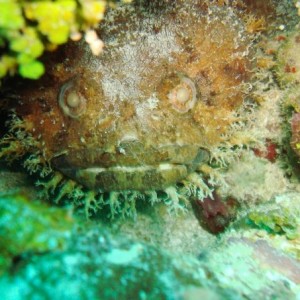 scorpianfish