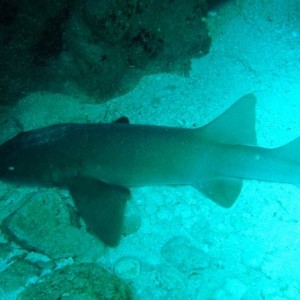 nurse shark