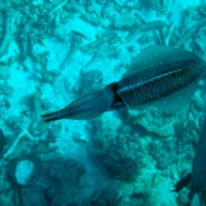 carribean reef squid