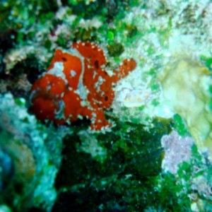 frogfish