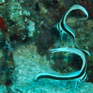 juvenile spotted drum fish