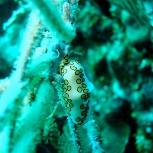 flamingo tongue