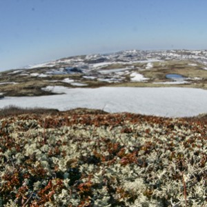 Barents Sea