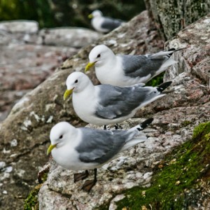 Barents Sea