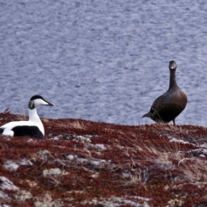 Barents Sea