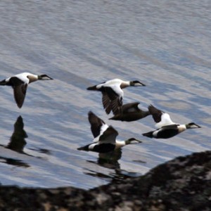 Barents Sea