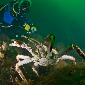 Barents Sea