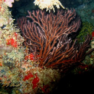Sea Tree