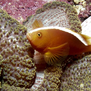 Orange Anemonefish - Amphiprion sandaracinos