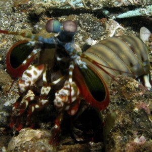 Mantis_shrimp21