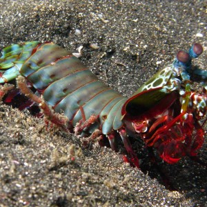 Mantis_shrimp31