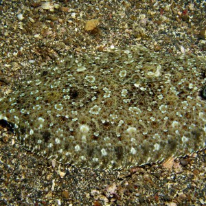 flounder8