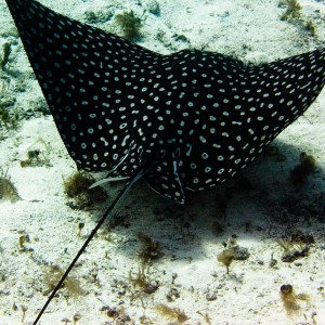 Eagle_Ray-4