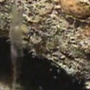 Larval Lobster from Video Capture