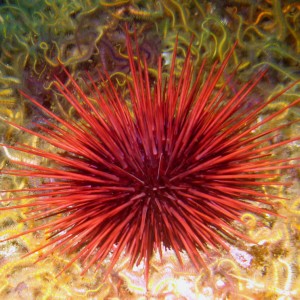 urchin_with_stars1