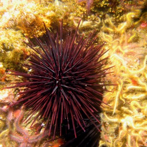 urchin_with_stars_111