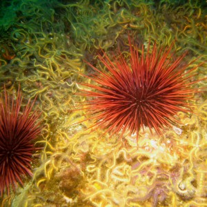 urchins_and_brittle_stars