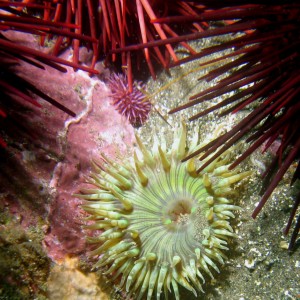 urchins_with_anemone_crop1