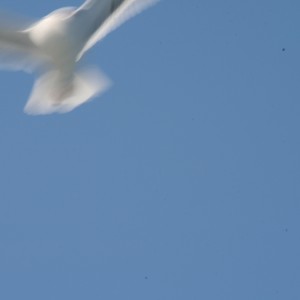 Crazy_Gull