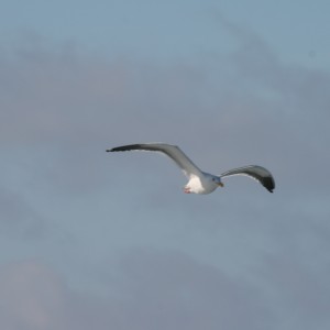 Gull_1