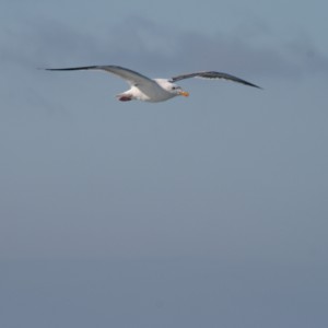 Gull_2