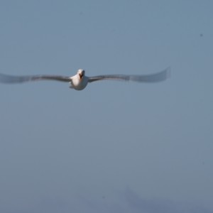 Gull_in_Motion