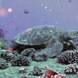 Turtle on Sea Tiger