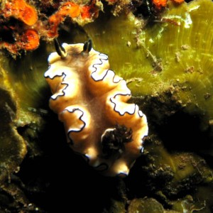 Nudibranch - Glosodoris astromarginata