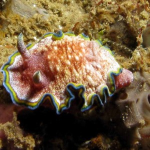 Nudibranch - Glossodoris cincta