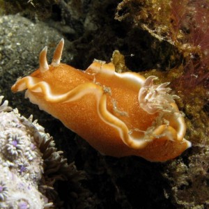 Nudibranch - Glossodoris rufomarginata
