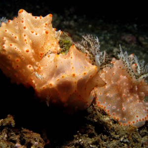 Nudibranch - Halgerda batangas