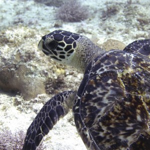 Grand_Cayman_hawks_bill_turtle_2