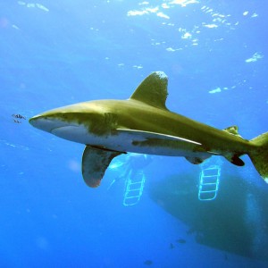 oceanic_whitetip19