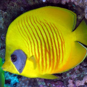 butterfly_fish