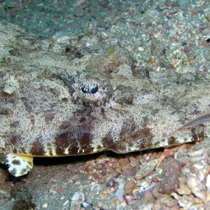 crocodilefish1