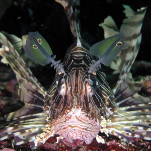 lionfish2