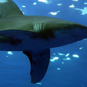 Oceanic Whitetip