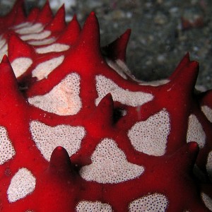 Red-horned Sea Star