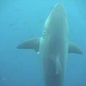 shark_great_white_guadalupe_06s