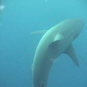 shark_great_white_guadalupe_07s