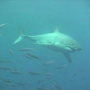 shark_great_white_guadalupe_13s