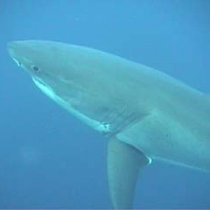 shark_great_white_guadalupe_37s