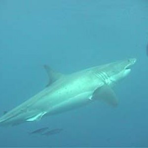 shark_great_white_guadalupe_09s