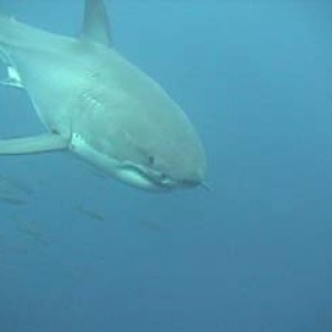 shark_great_white_guadalupe_14s