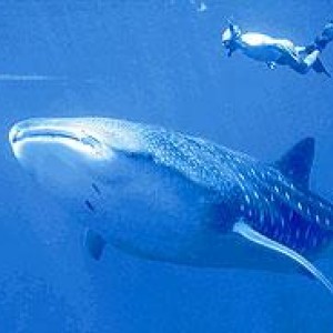 Whale shark north of kona