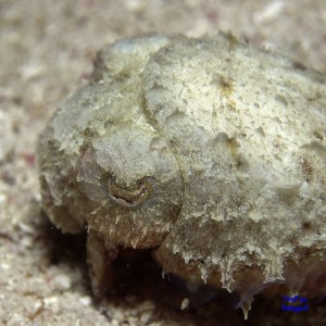 baby-cuttlefish