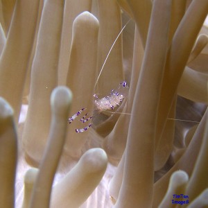 Anemone-Shrimp