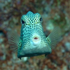 bonaire trunkfish