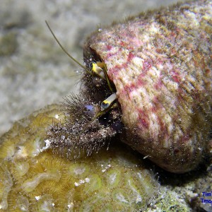 hermit-crab-on-the-move