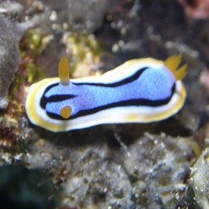 nudi-annae-chromodoris